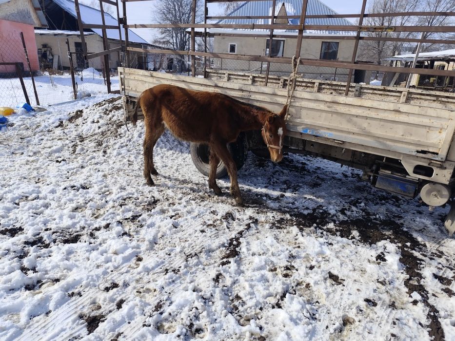 Тай сатылады қолға үйретілген