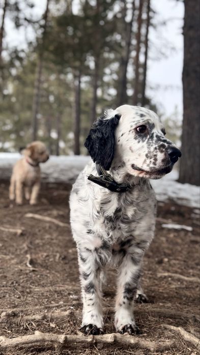 Собака бесплатно.