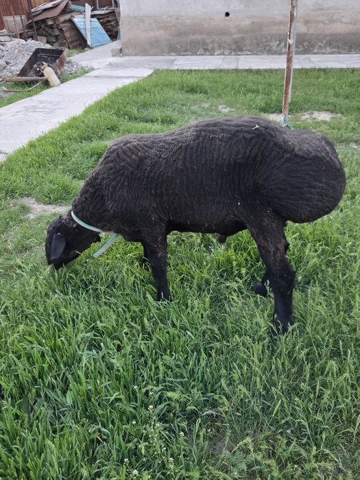 Продам баран кочкар