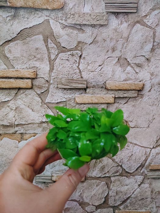 Анубиас нана  Anubias nana 'Petite' аквариумные растения.