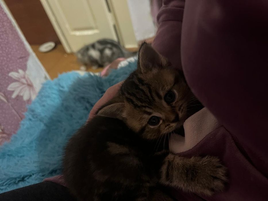 котёнок скоттиш страйт