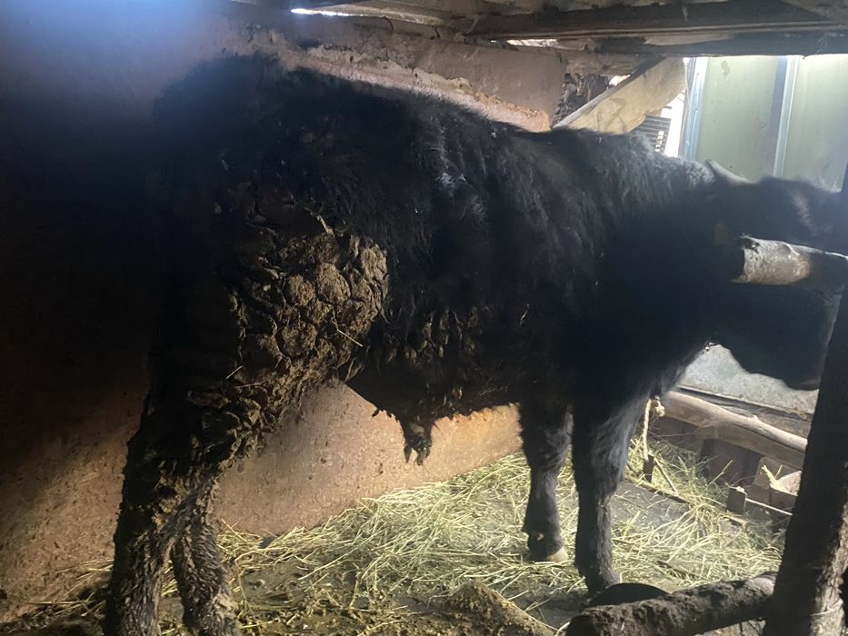 Продам бычков готовые