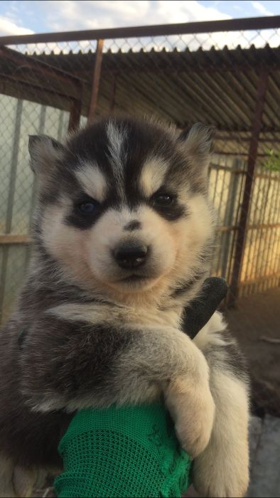 Арлекино девочка