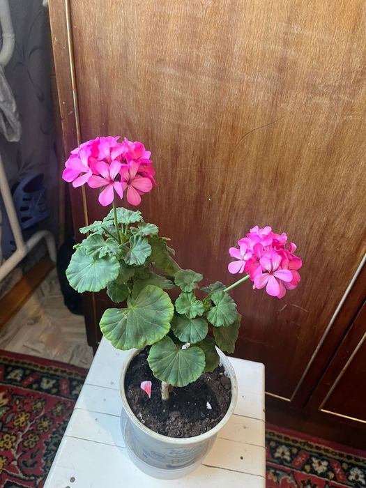 Продам цветы герань