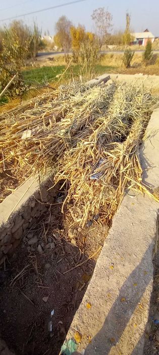 G'arov shakarqamish sotiladi