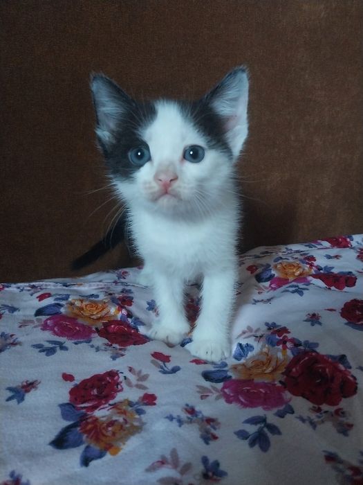 Отдам котят в хорошие руки