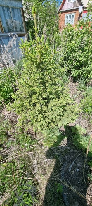 Продам Ёлки 2 шт