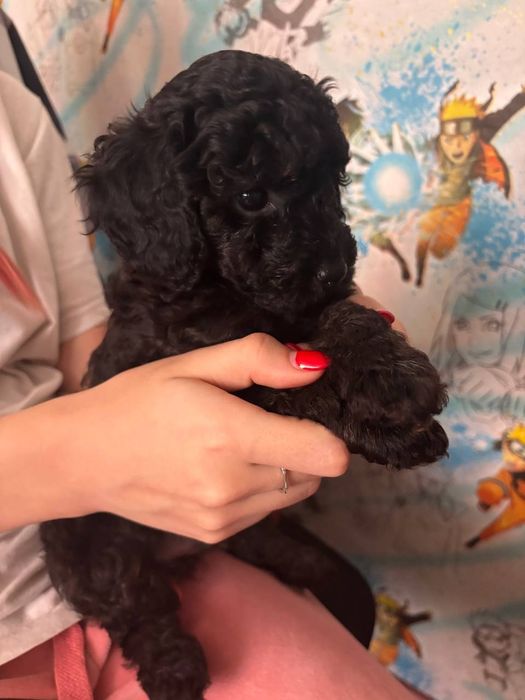 Щенок пуделя, 2.5 месяца