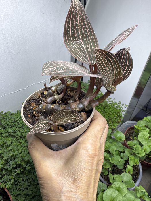 Продам лудизию дисколор!!