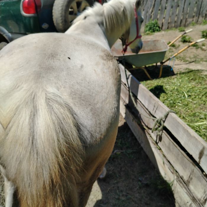 Iapă de vânzare foarte blândă