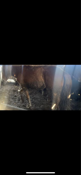 12 бас жылқы сатамын откормнан