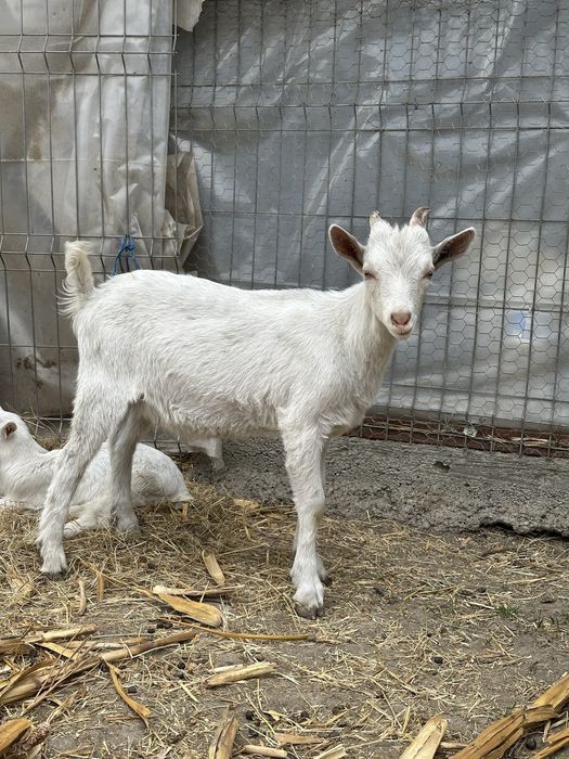 Vand iezi si pereche saanen si metis alpina