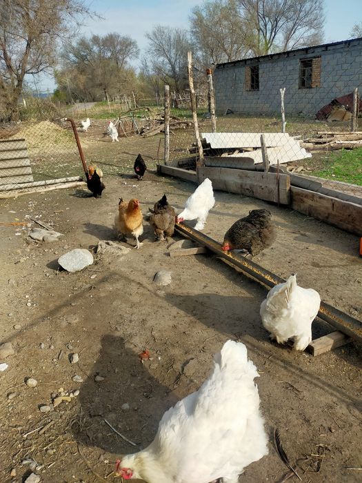 Инкубационный яйца