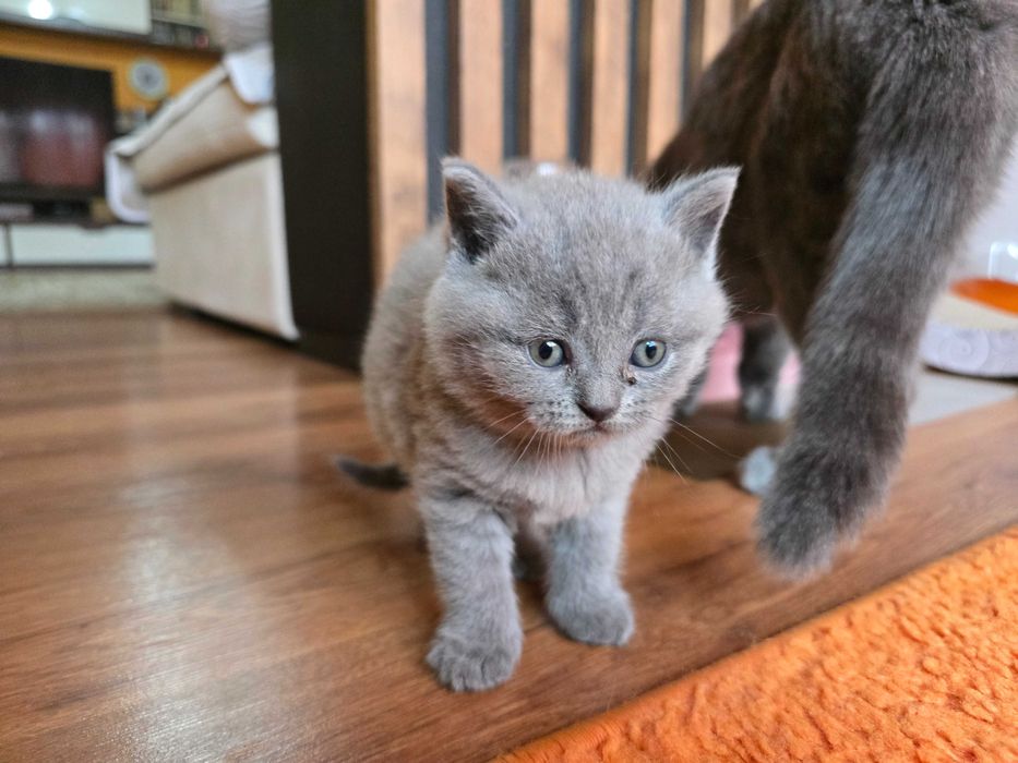 Британски котета