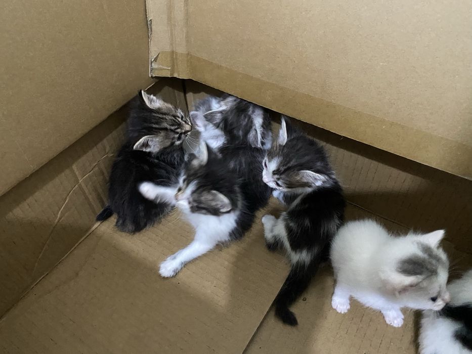 Котята в добрые руки