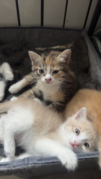 Отдам котят