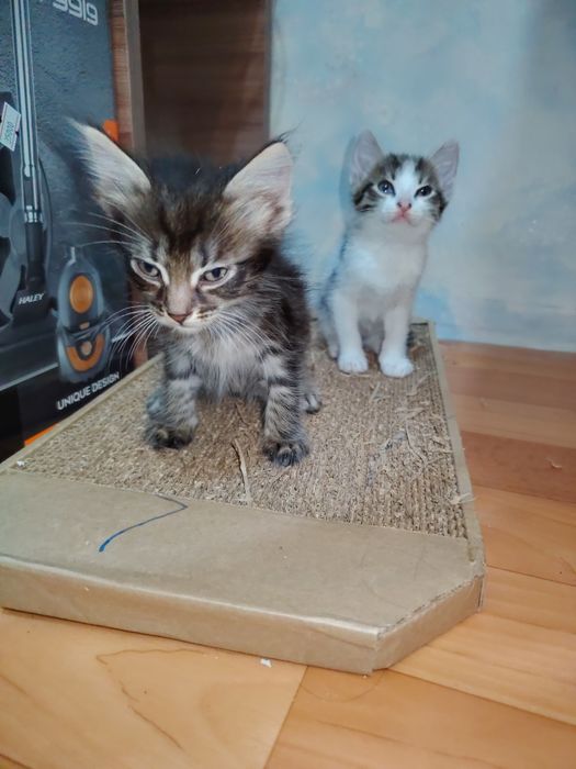 Отдам даром котят