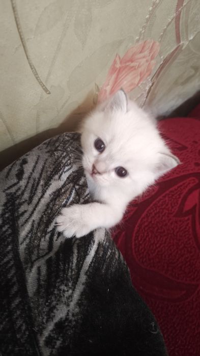 Отдам котенка, девочка, бело-молочная