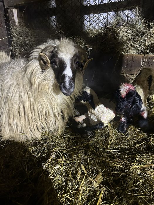 Miei din doi disponibili