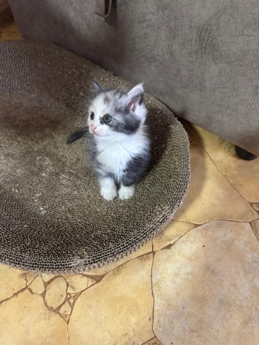 Продаются котята