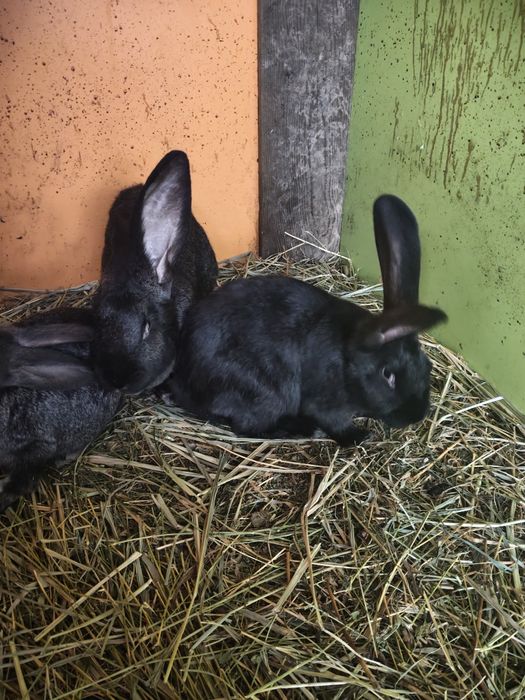 Vând iepuri uriaș german