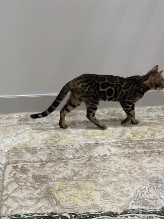 Bengal mushukcha