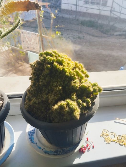 Комнатные цветы/ бөлме гүлдері