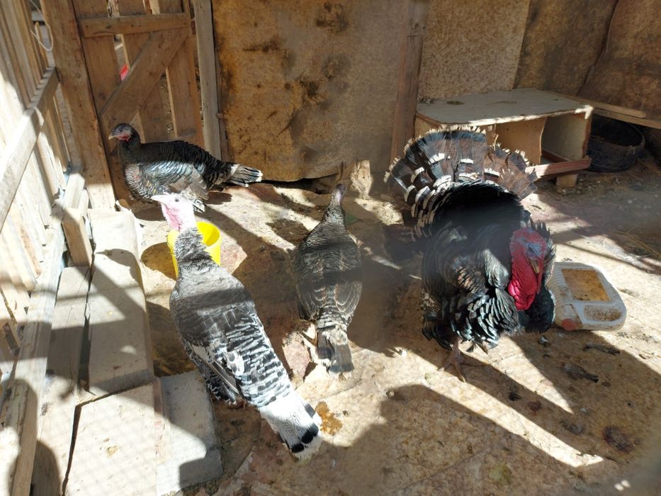 Индуктар сатылады