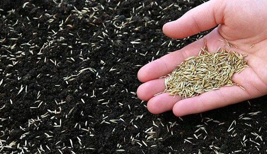 Газон Садовник Богбон