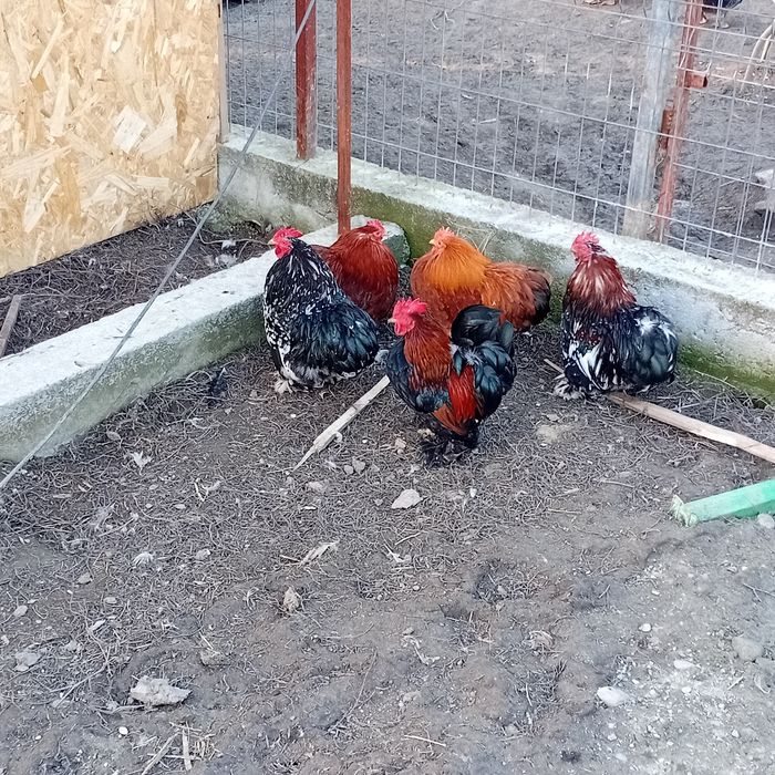 Vând cocoşi conchinchina pitici