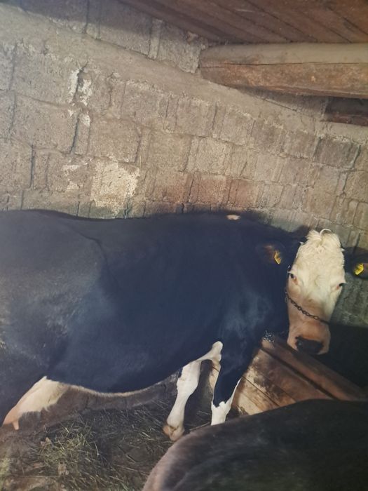 De vânzare vaca gestație de 4 luni