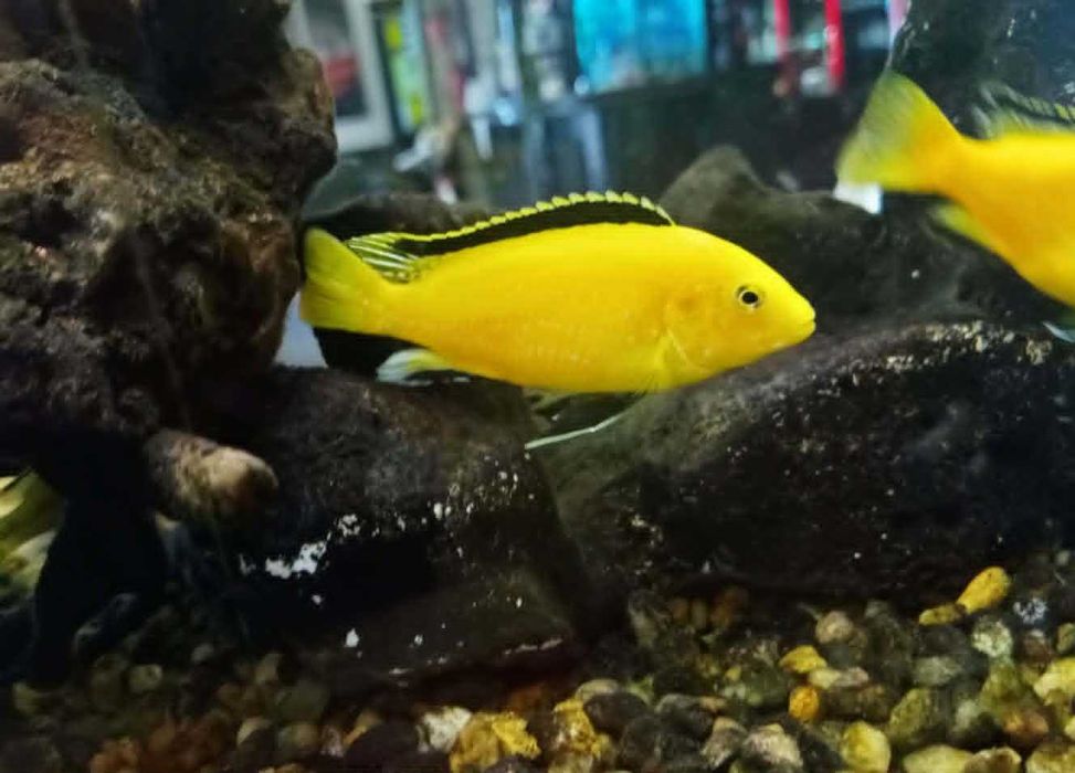 Продавам Малави цихлиди