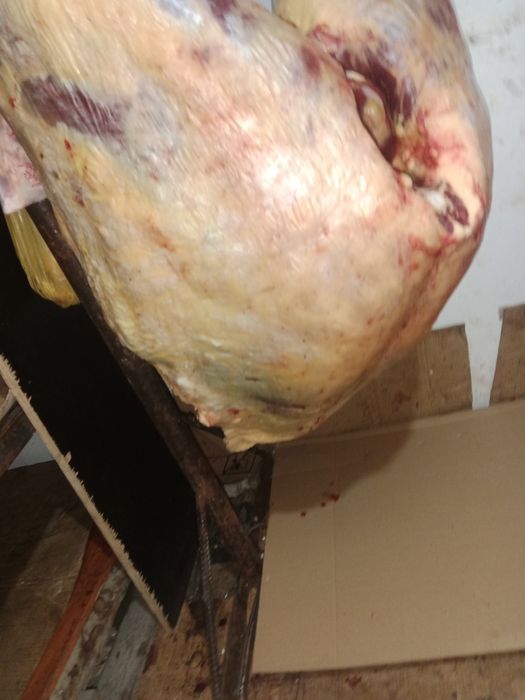 Жылқы еті сатылады. Байтал  бие,