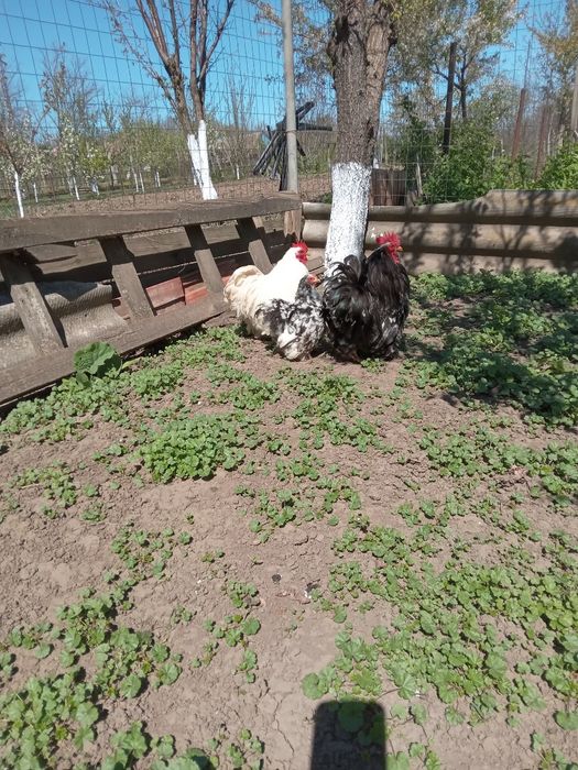 Cocoși Cochinchina pitic