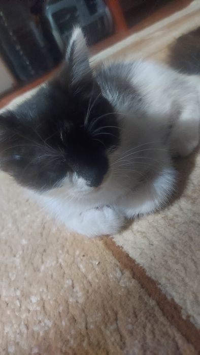 Отдам котят добрые руки