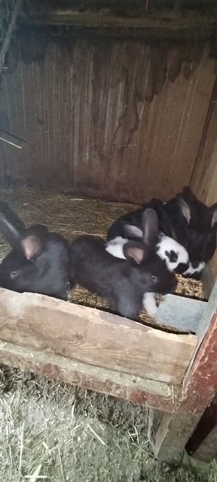 Iepurași de vânzare