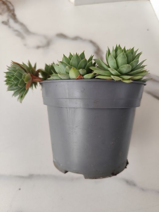 2 ghivece cu Sempervivum