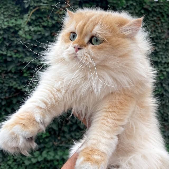 Сотилади !!!ПИКАЧО угли  NY 11  жуда мехрибон 10 ойлик угил бола