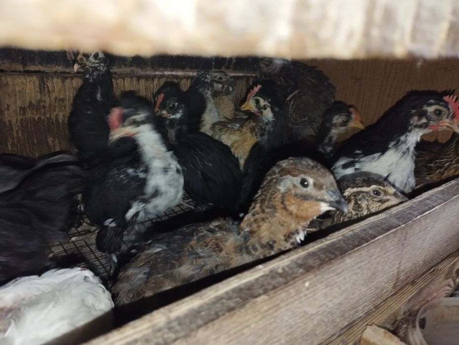 Бентамкалар балапандары.