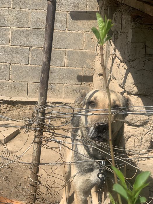 Алабай  сабака