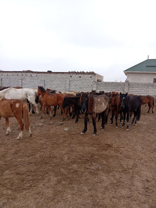 49 бас жабагы сатылады