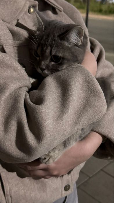 Кот сладкий ребенок ищет дом