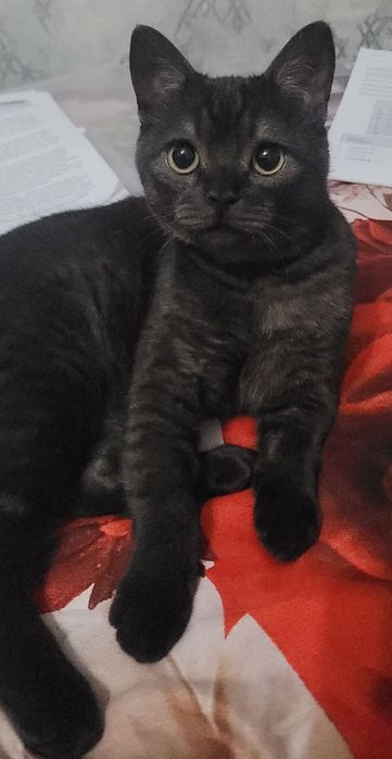 British shorthair