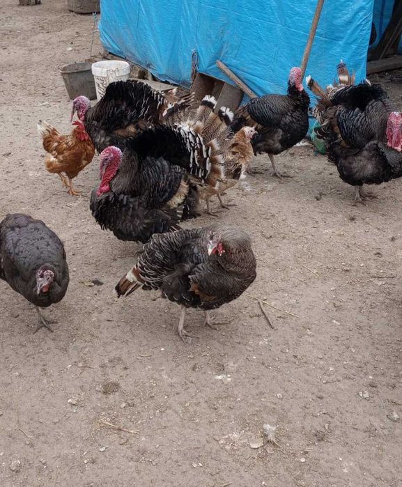 Curci si curcani de vanzare