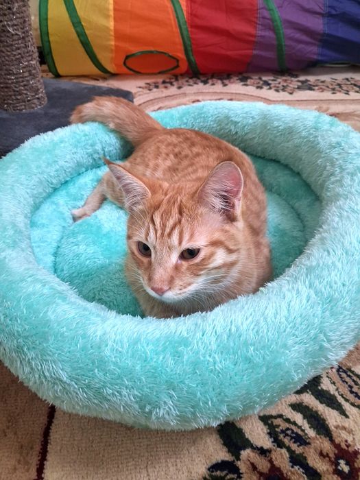 Лежанка для кошек