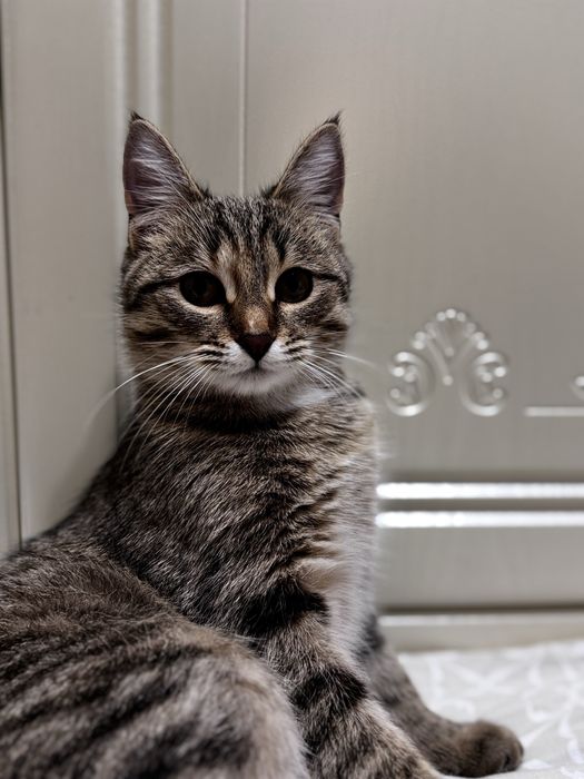 Котенок 8 месяцев девочка