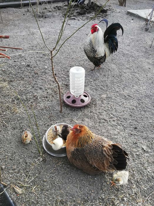 Ouă de găini pitice și normale :wyandotte, italiene, mii