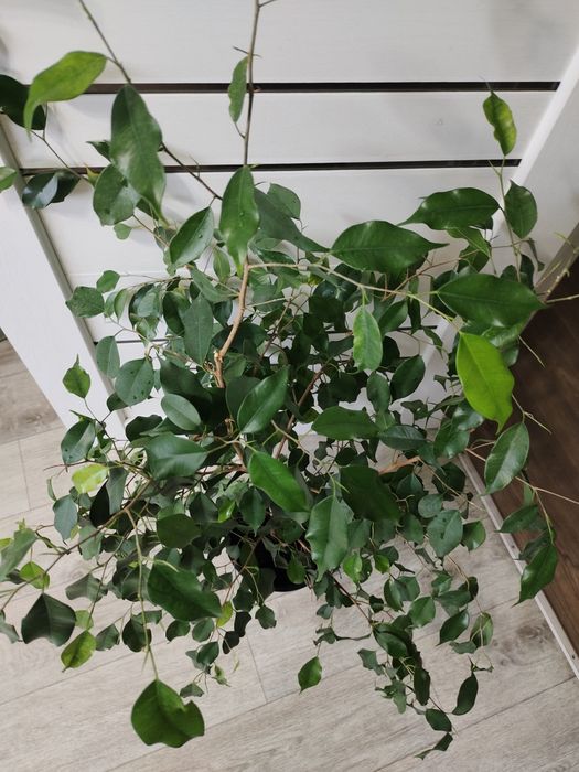 Продам шикарный фикус ,, Бенджамина,,