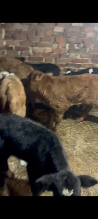 Телята бычки и тёлочки