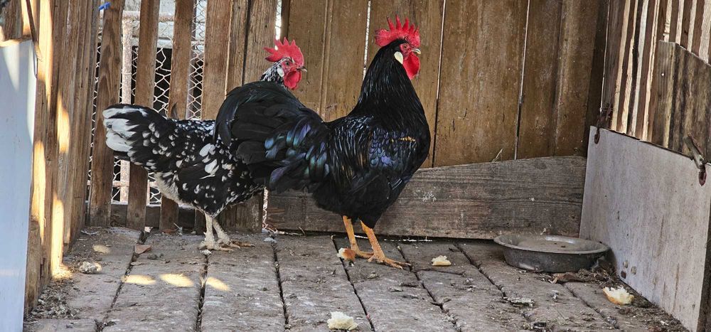 Gaini italiene bobat pe negru!